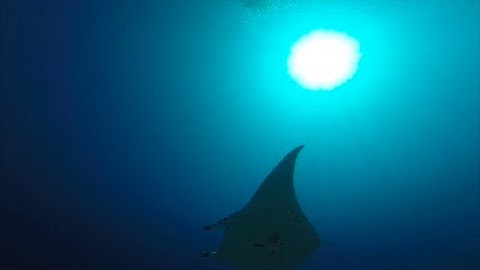 MantaWatch Internship Program 2014 - Video Diary - Week 2