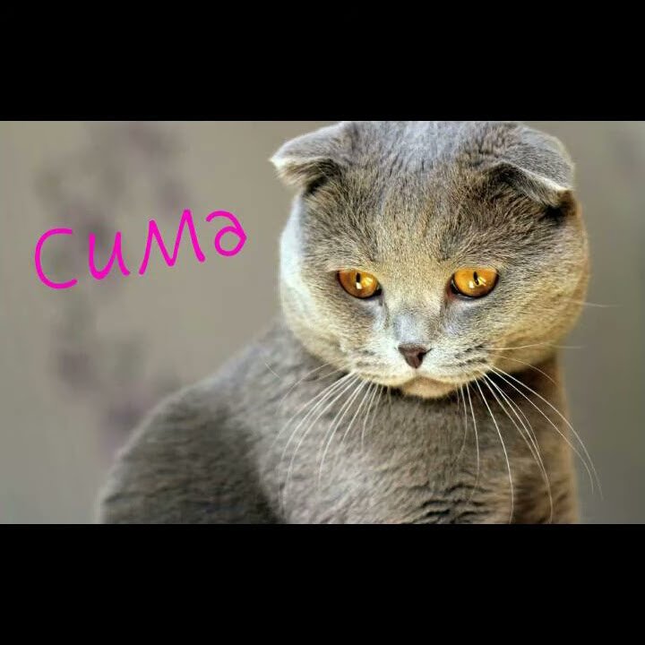 Топ 5 кличек для котов и для кошек - YouTube