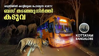ബസ് തടഞ്ഞുനിർത്തി കടുവ | kottayam to bangalore | Bandipur Mudumalai Forest Ksrtc Night Bus | free20