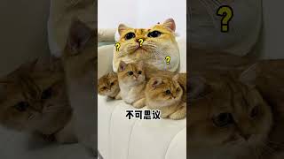 【牛奶是只猫】猫猫永生花～猫咪们看上去很喜欢呢哈哈哈哈哈