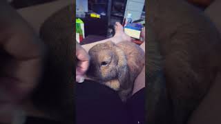 #cute #bunbun #cuddles #relaxing