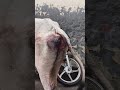 Jay gau mata