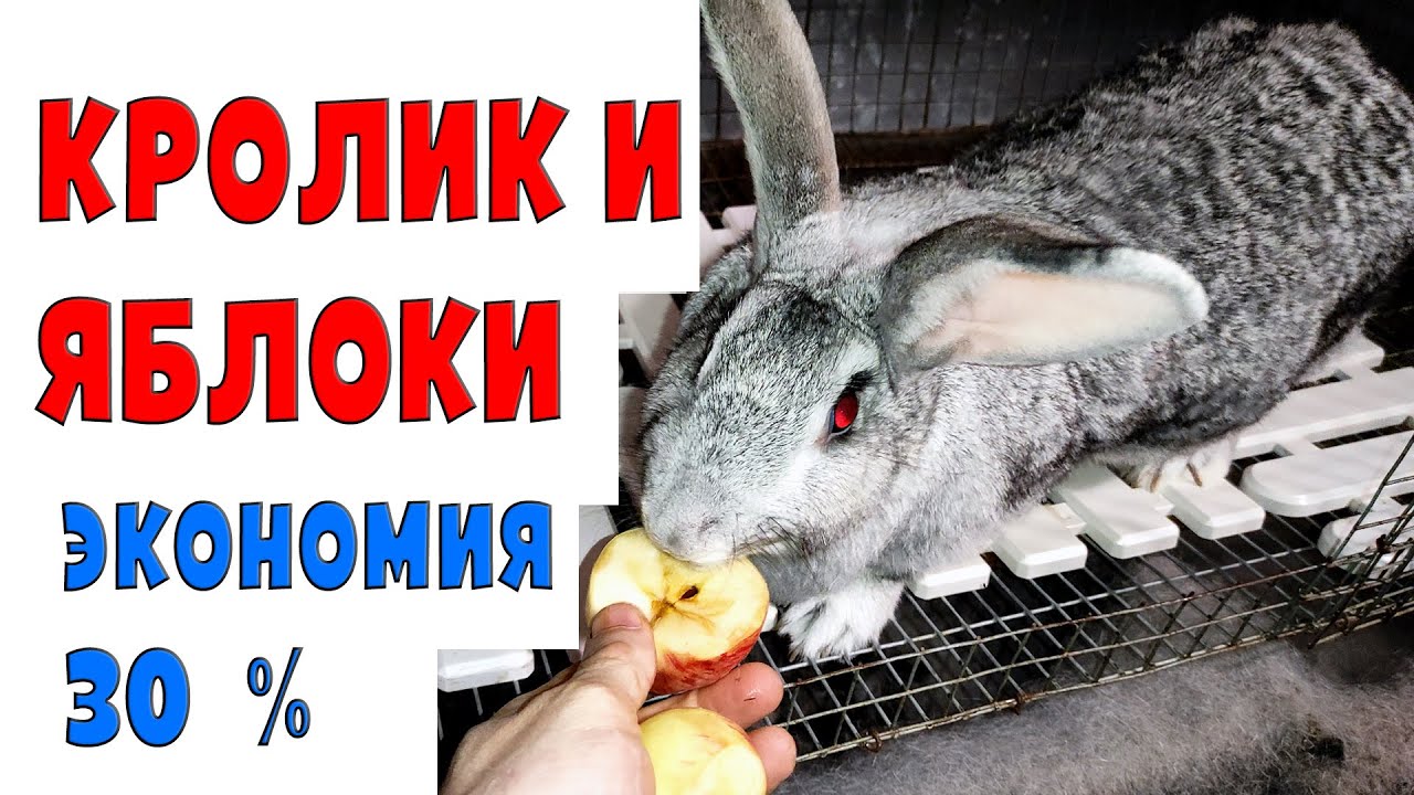 Яблоки кроликам можно давать. Кролик с яблоками. Можно яблоки кроликам. Можно ли кроликам давать яблоки. Яблоки можно кроликам давать.