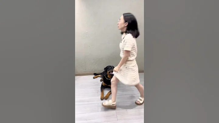不喜歡一個人的時候，連呼吸都是錯的😂#羅威納護衛犬 #狗狗 #向威和一坨 - 天天要聞