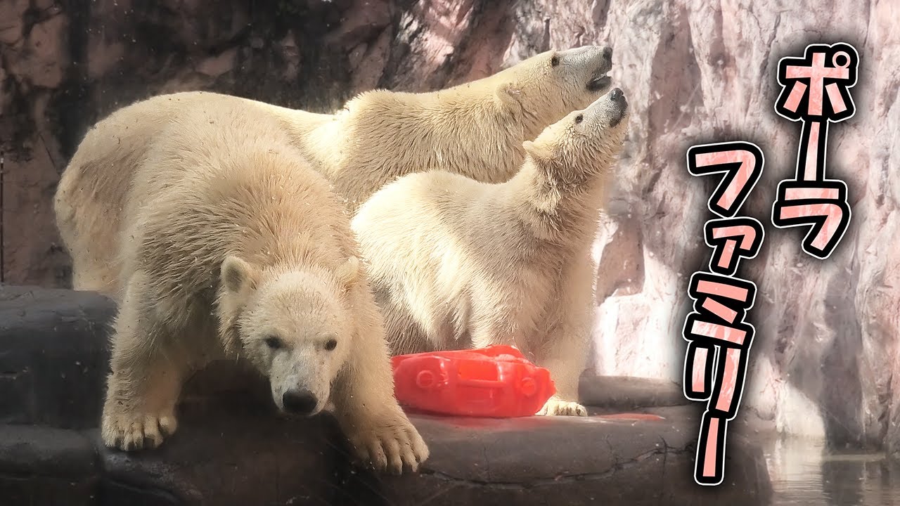 うみ そら ポーラ 赤ちゃん 八木山動物公園｜Polar bear