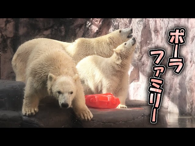 うみ そら ポーラ 赤ちゃん 八木山動物公園｜Polar bear