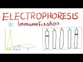 Electrophoresis, Immunoelectrophoresis and Immunofixation