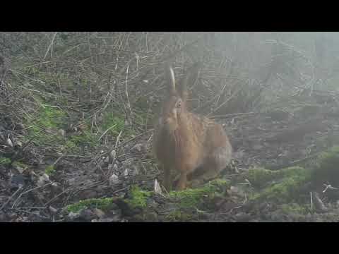 The wise hare of the woods
