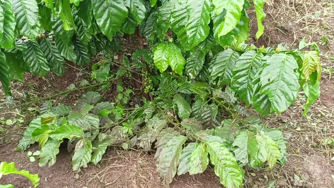 Chuẩn bị trồng cà phê đất triền,dốc nhớ xem clip này không là hối hận mất mọi người ơi