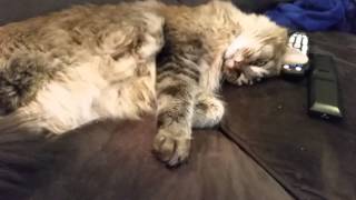 Maine Coon Cat Random Sleepy Cuteness by bluefire10899 189 views 9 years ago 36 seconds