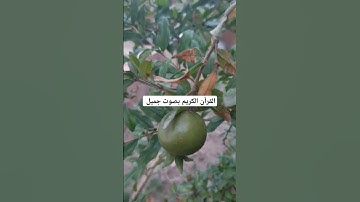 القرآن الكريم بصوت جميل #اكسبلور #تيك_توك #لايك #قرآن #ترند #راحة_نفسية #quran