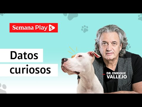 12 datos curiosos de tus perros y gatos | Enrique Vallejo