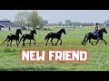 A new horse! We take the colts and fillies out to pasture. Hope it turns out fine | Friesian Horses