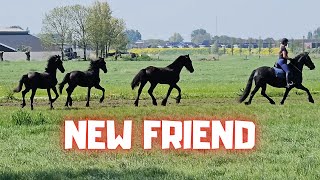 A new horse We take the colts and fillies out to pasture. Hope it turns out fine | Friesian Horses