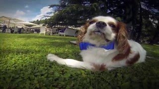 Matrimonio In Blu Con Blumo, Cavalier King, Dog Sitter Matrimonio