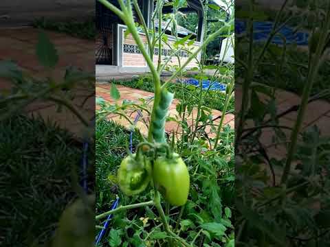 Video: ¿Debería matar al gusano cornudo del tomate?