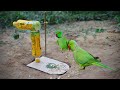 Amazing Easy Parrot Bird Trap Using 2 Bottles Cardboard and a Eggplant | Parrot trap in Hole