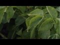 The Great Laws of Nature: Indigenous Organic Agriculture Documentary