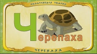 Мультіпедія Тварин. Літера Ч - Черепаха