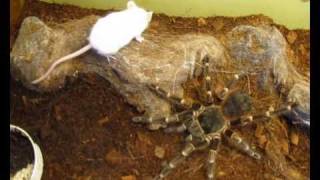 Acanthoscurria brocklehursti female vs Mause