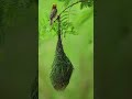 Rare Birds in Action: Paradise Flycatcher, Weaver Nest, Kingfisher Hunt #shorts