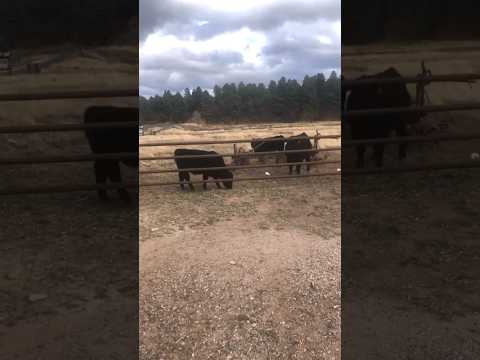 Uggs on the range