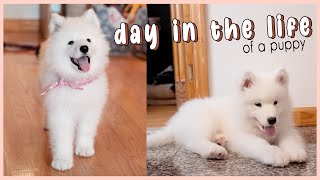 DAY IN THE LIFE | 10 week old samoyed puppy