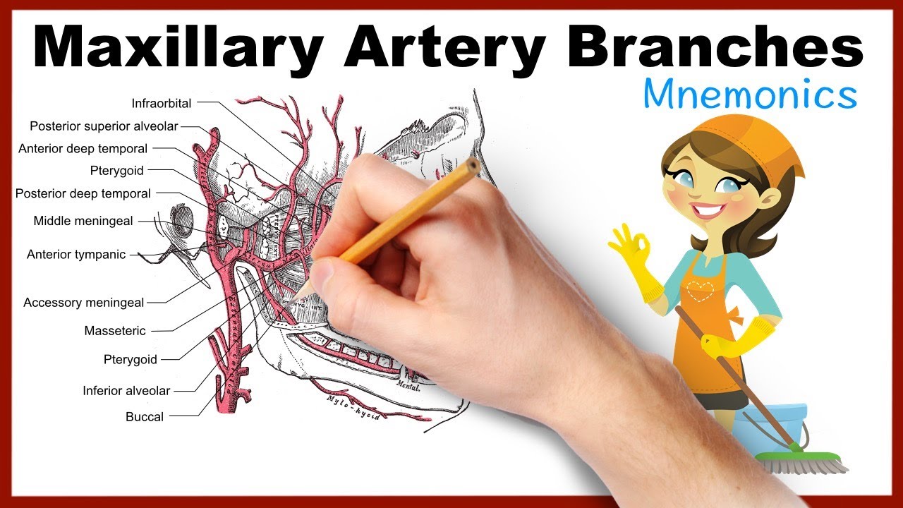 Maxillary Artery Branches Mnemonics - YouTube