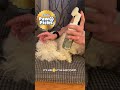 🐾 Paw Pick: Dandylion Clean Paws
