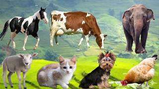 Happy Farm Adventure with Funny Animals | Happy Fluff