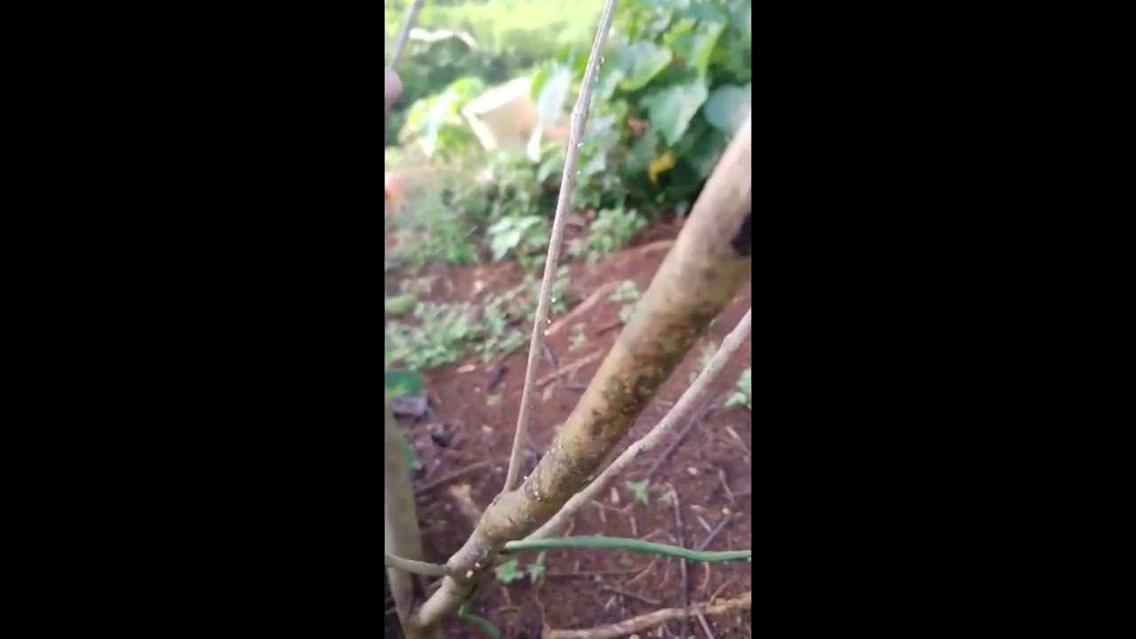 Farm Update First for 2026! - Okra at Sitaw