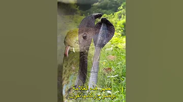 أكثر الأفاعي ر عب ا في آسيا الكوبرا الهندية 