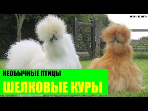 Китайские шелковые петухи Китайские шелковые петухи