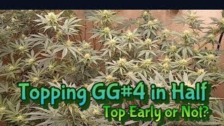 How to Top Your Weed Plants, OG Kush and week later Update  #growroom #homegarden #homegrown #gas