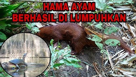Pantas warga mengeluh ternak nya sering hilang, ternyara ini biang keladinya/ pest control