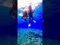 【奇跡】深海へ向かうリュウグウノツカイとの出会い　#shorts