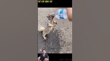 Chú sóc thông minh biết xin nước của cậu bé để uống. #shortvideo #shorts  #thegioidongvat.