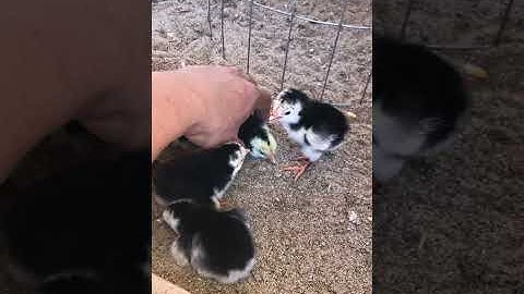 Me nyuam qaib thai lhk