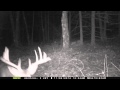 Norcan Lake Buck