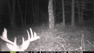 Norcan Lake Buck