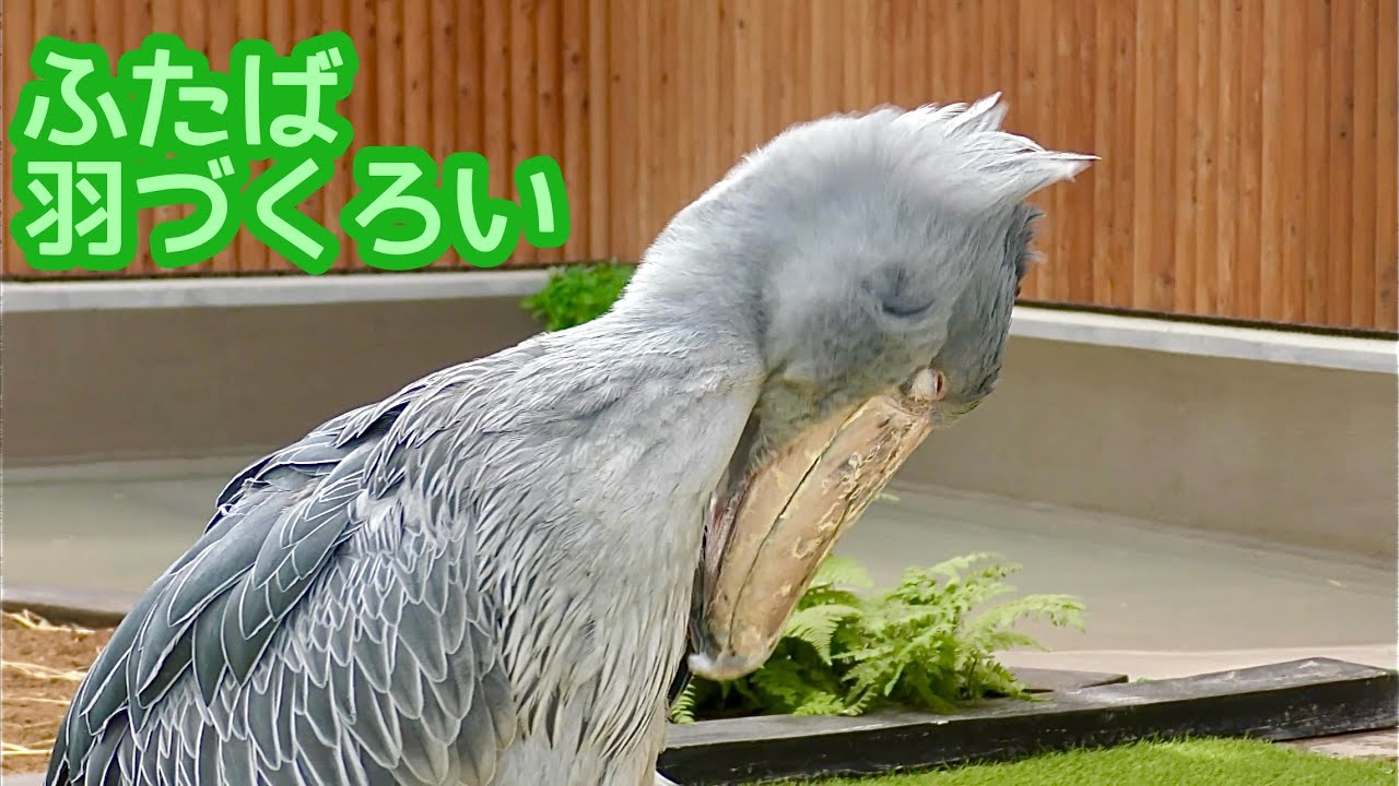 ハシビロコウ ふたばちゃん 羽づくろいしています【掛川花鳥園