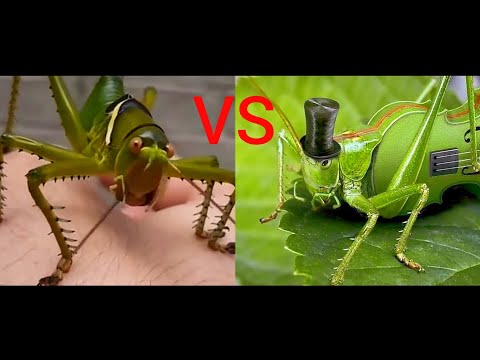 Голодный кузнечик против зелëного кузнечика (Hungry Katydid vs Green Katydid).