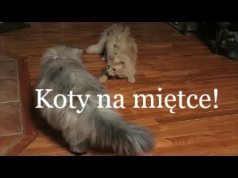 Wideo: Reakcje Skórne Na Leki U Kotów