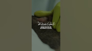 و اتقوا يوما ترجعون فيه الى الله* سورة البقرة الآية ((281)) اللهم أحسن خاتمتنا و قنا عذاب النار🤲🤲🤲🥺