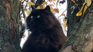 Margo fluff ball cat jumping between branches by Lovely Funny Cats 494 views 2 years ago 46 seconds