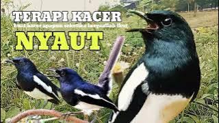 kacer gacor NGEPLONG tarung ini paling ampuh buat PANCINGAN KACER agar EMOSI