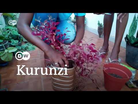 Video: Kupanda Maua Kutoka Kwenye Bouquet