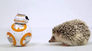 STAR WARS THE FORCE AWAKENS - Cute BB-8 Interacts With Cute Hedgehog Commercial
