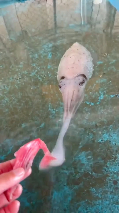 How a Cuttlefish Eats 😨