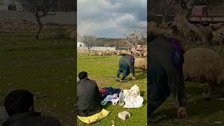 Zeyno Geliyor Xere Ciğer